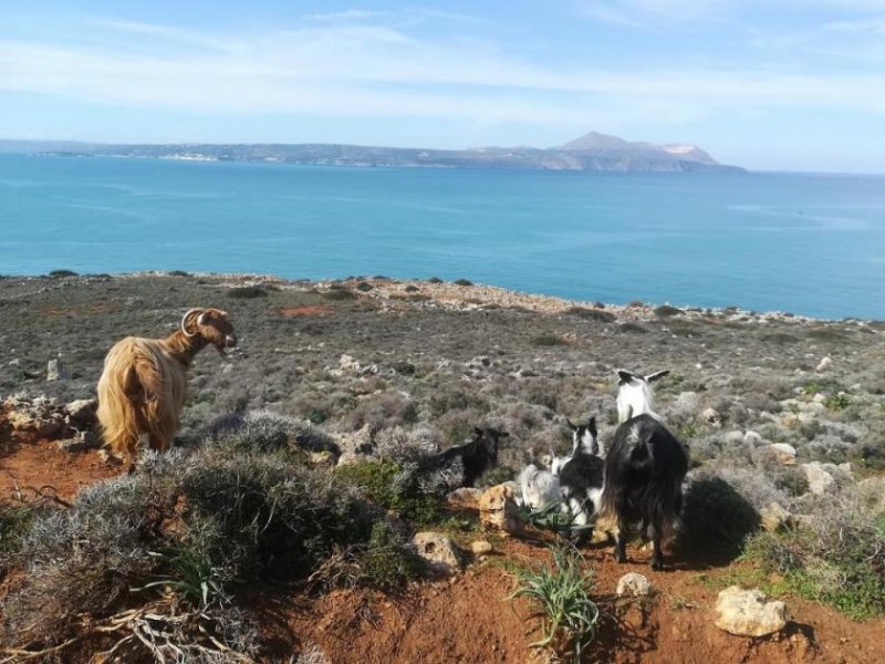 Kokkino Chorio Hervorragendes Grundstück am Meer für gewerbliche Investitionen auf Kreta Grundstück kaufen